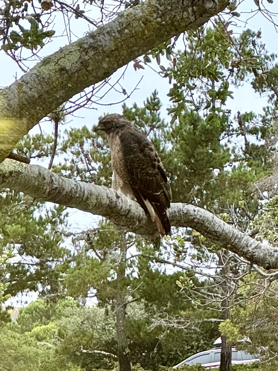 Red-tailed Hawk - ML640757369