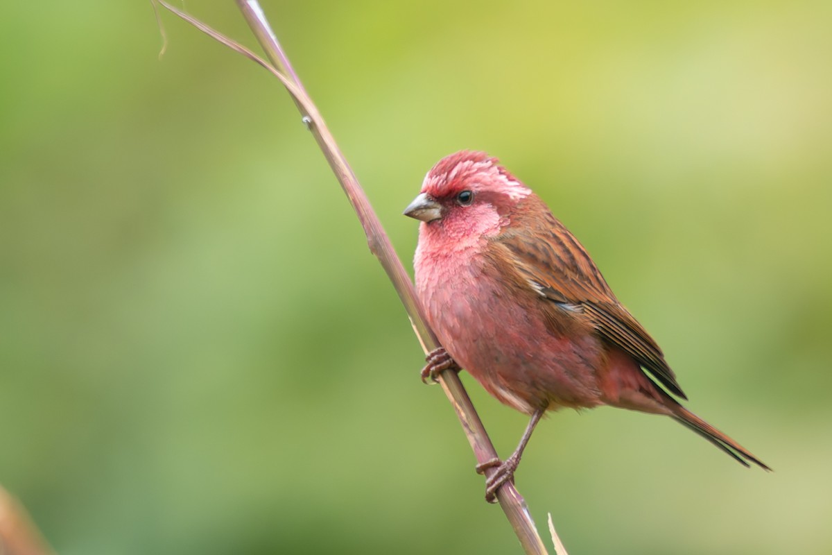 Pink-browed Rosefinch - ML640757377