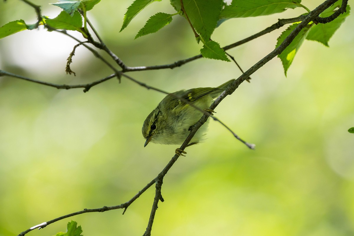 Sichuan Leaf Warbler - ML640757378