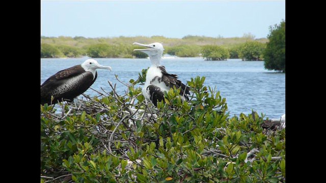 Magnificent Frigatebird - ML640757393