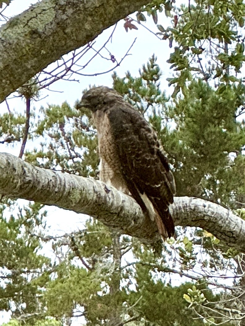Red-tailed Hawk - ML640757399