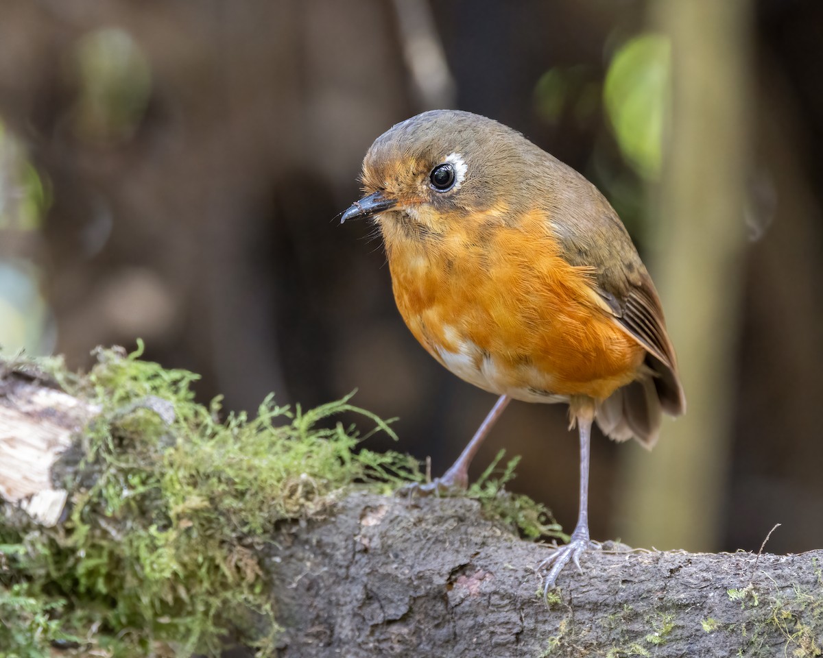 Leymebamba Antpitta - ML640757435