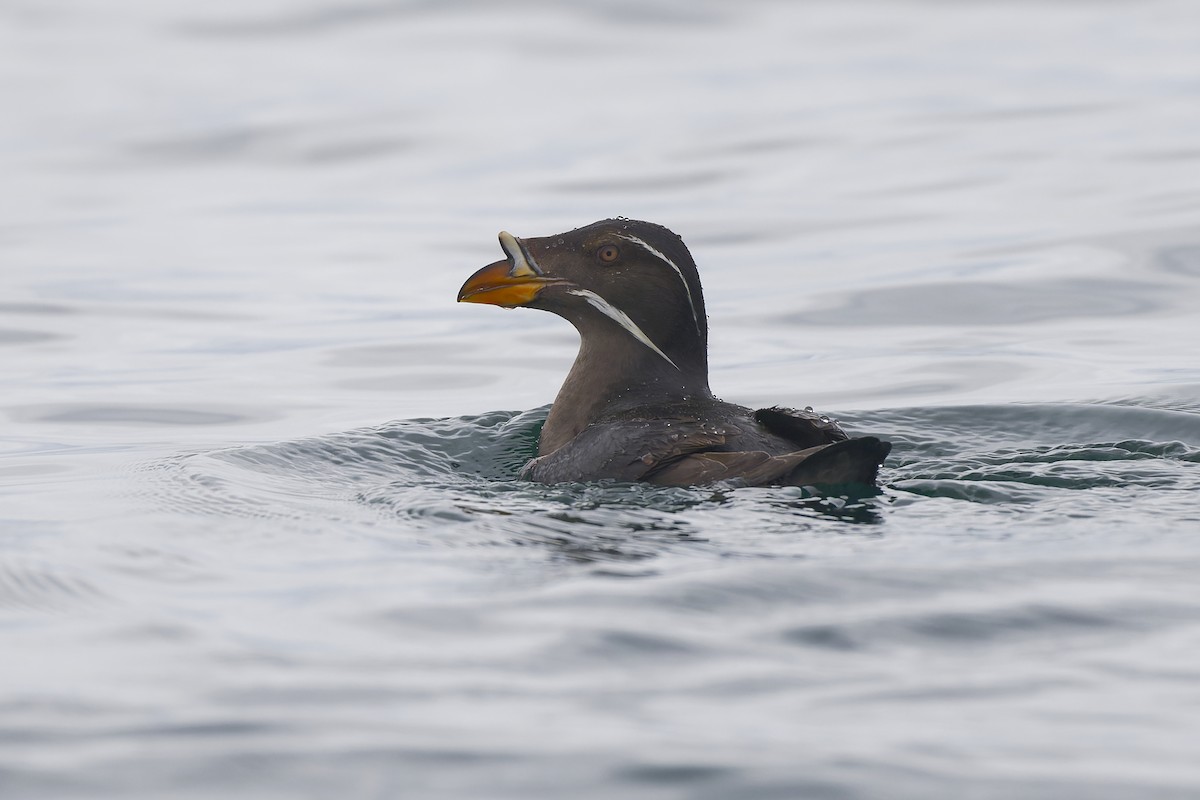 Rhinoceros Auklet - ML640757459