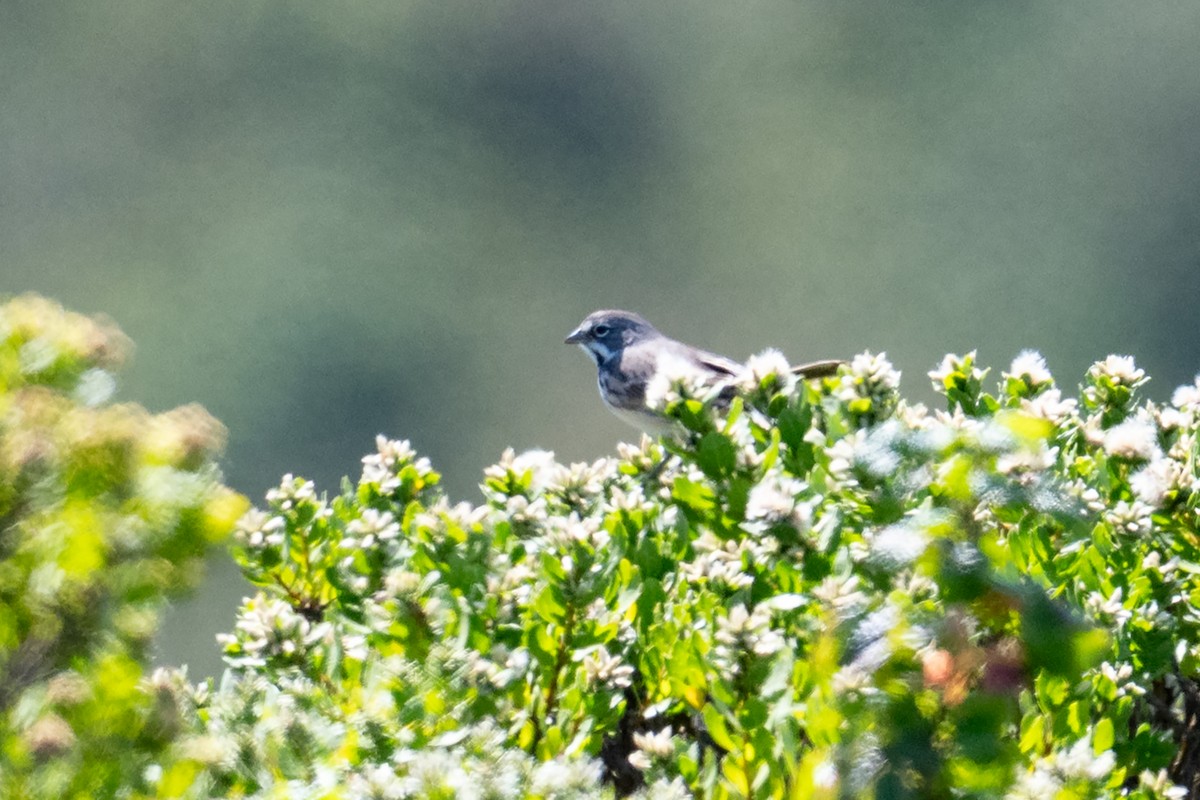 Bell's Sparrow - ML640757474