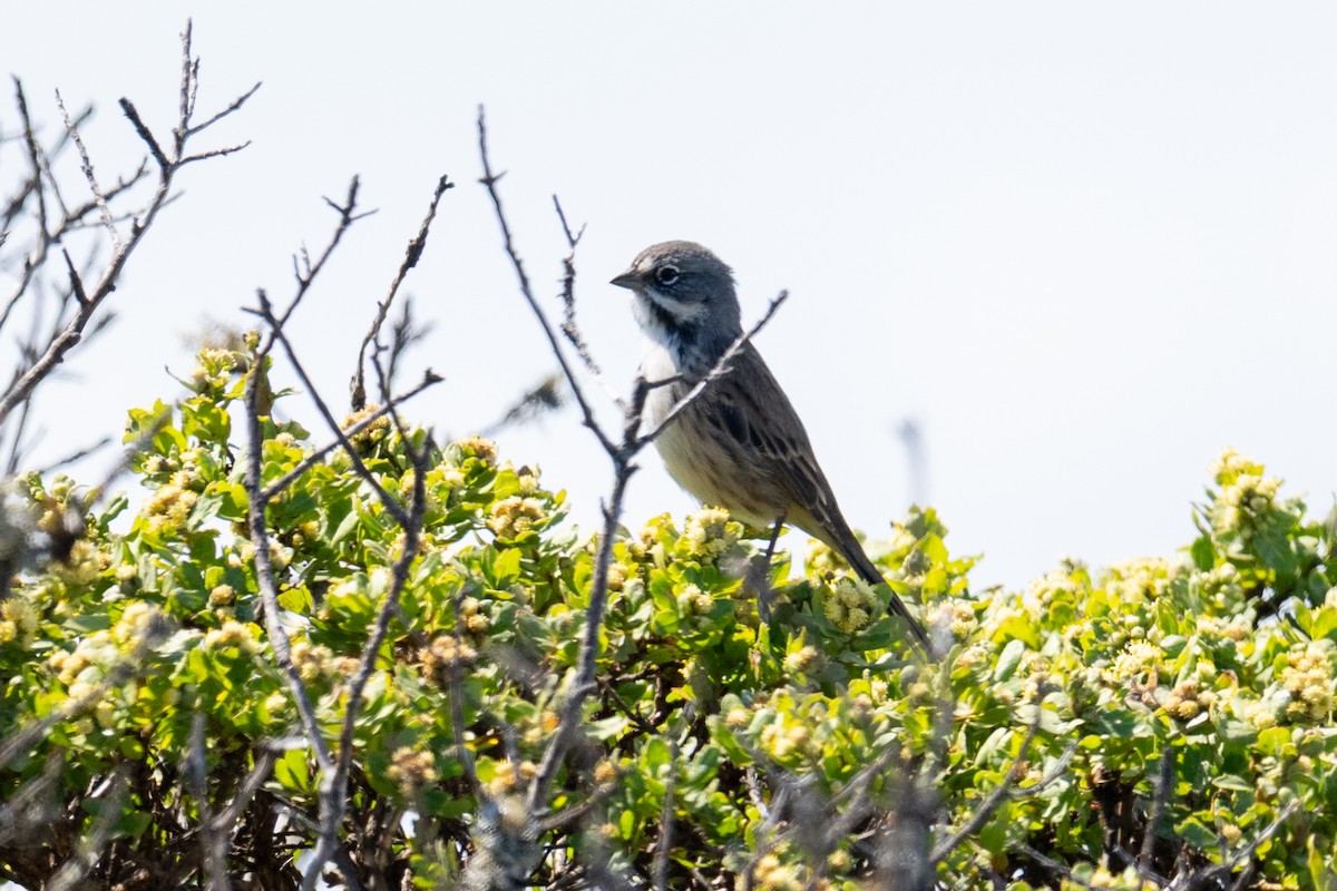 Bell's Sparrow - ML640757475