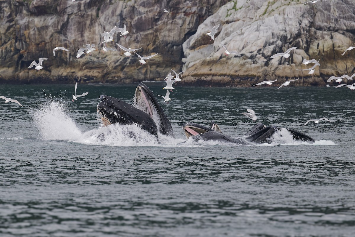 Animals - ML640757484