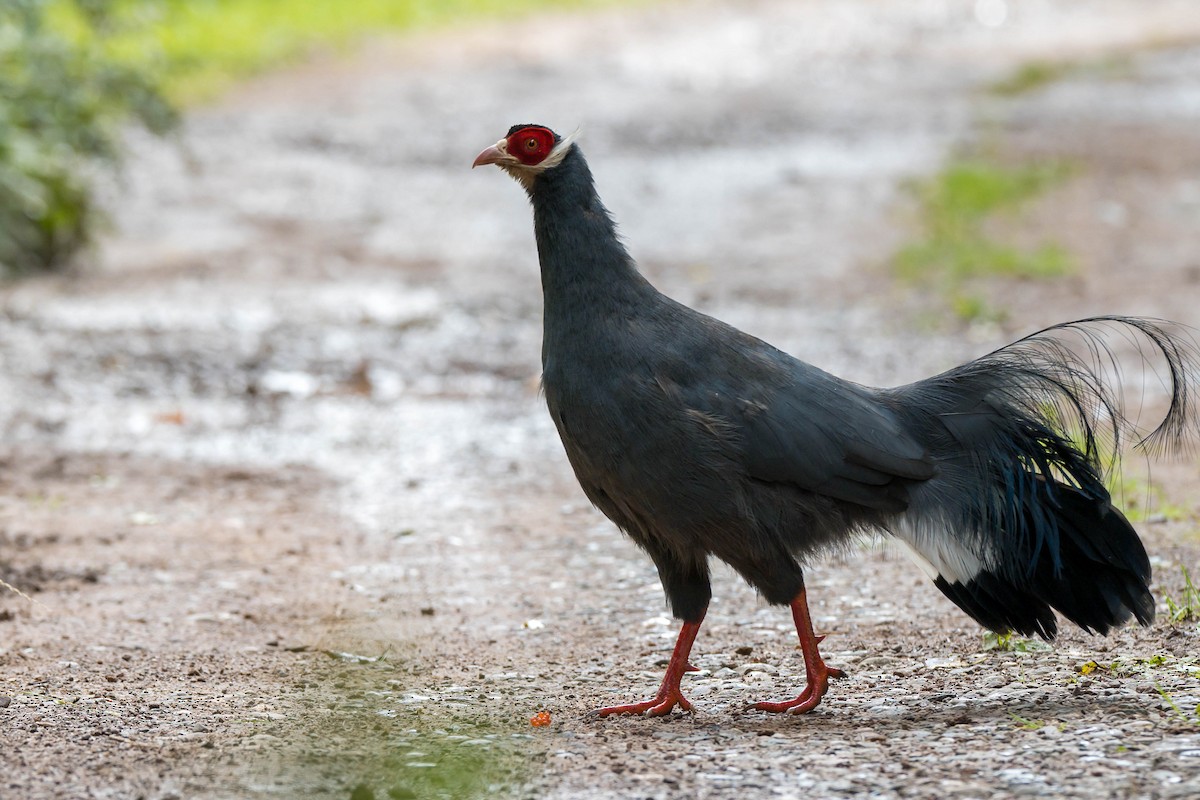 Blue Eared-Pheasant - ML640757487