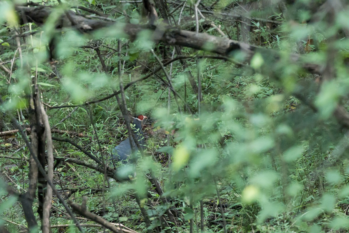 Blue Eared-Pheasant - ML640757488