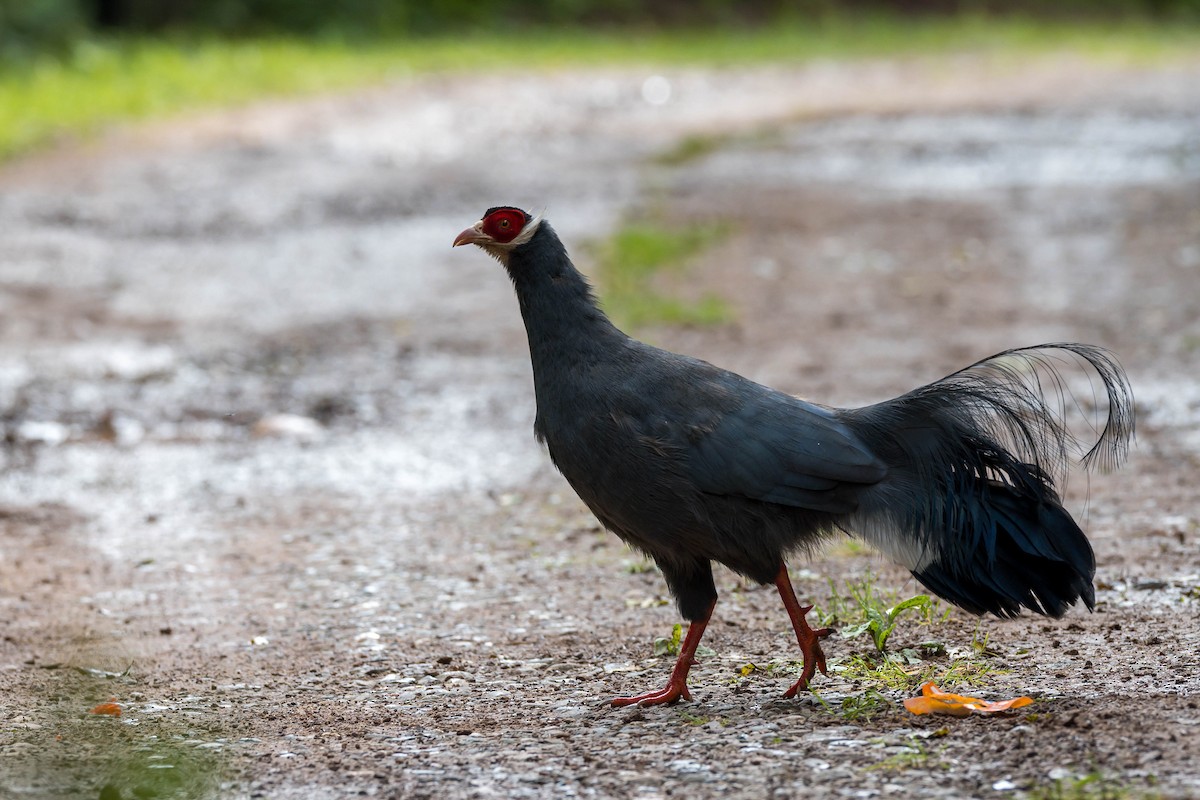 Blue Eared-Pheasant - ML640757489
