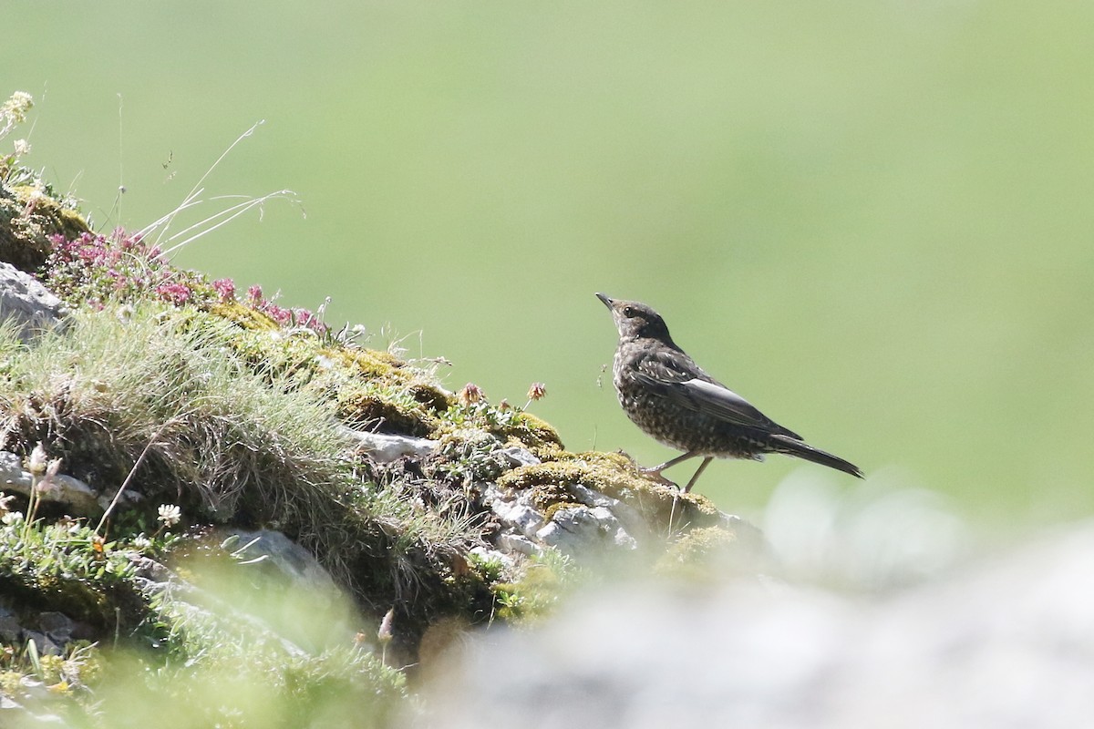 Ring Ouzel - ML640757512