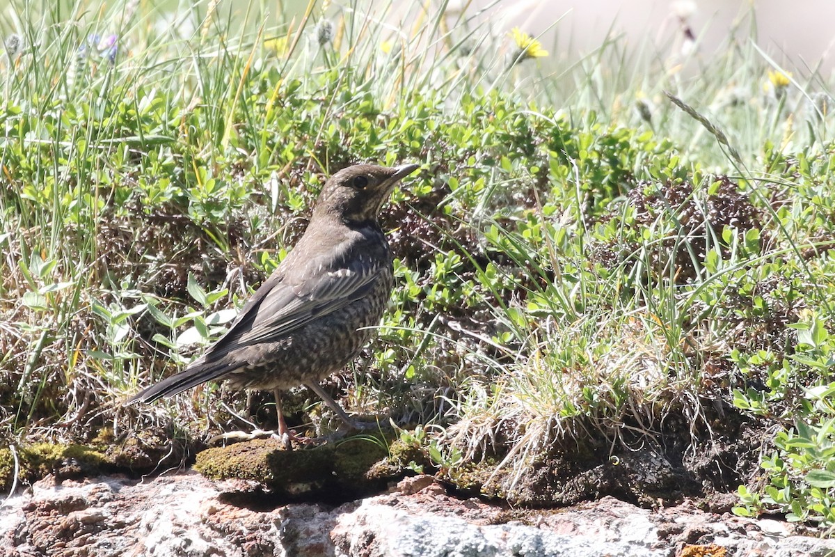 Ring Ouzel - ML640757513