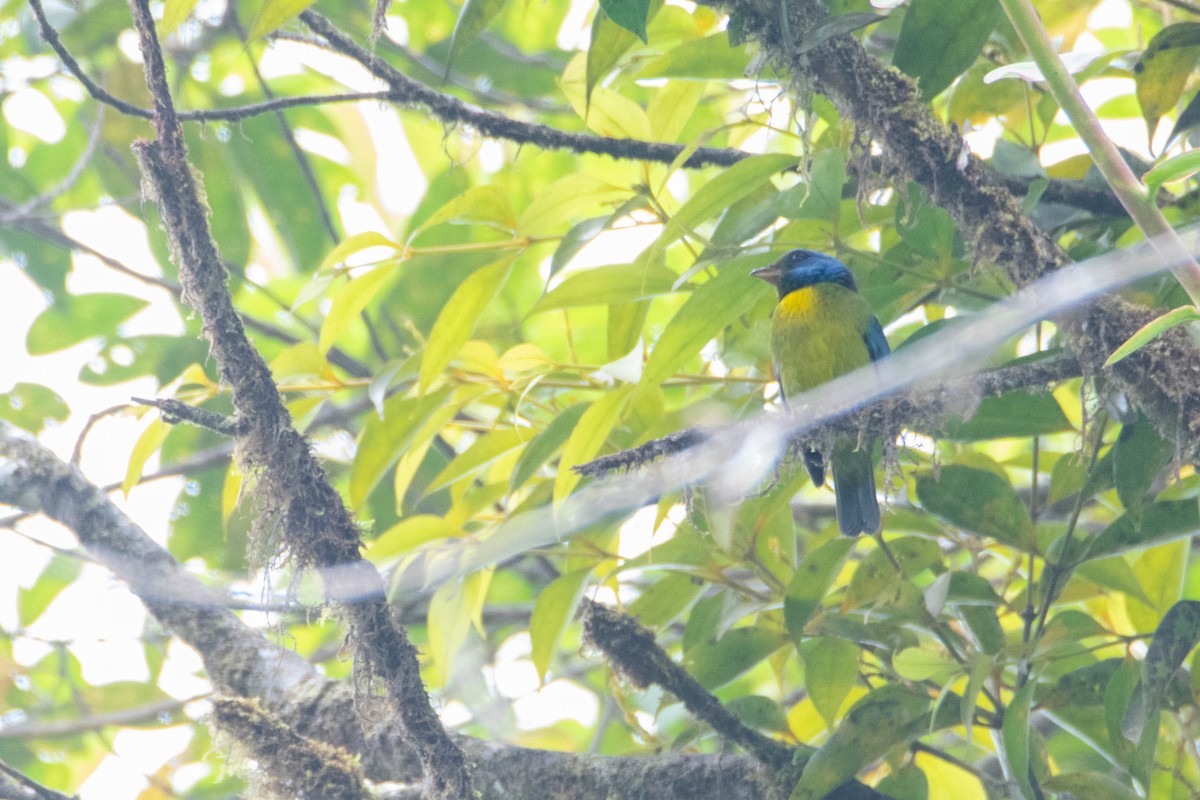 Moss-backed Tanager - ML640757518