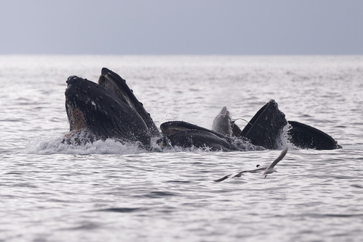 Animals - ML640757525