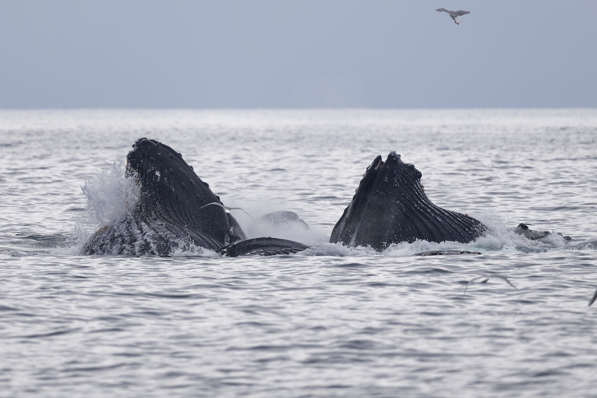 Animals - ML640757533