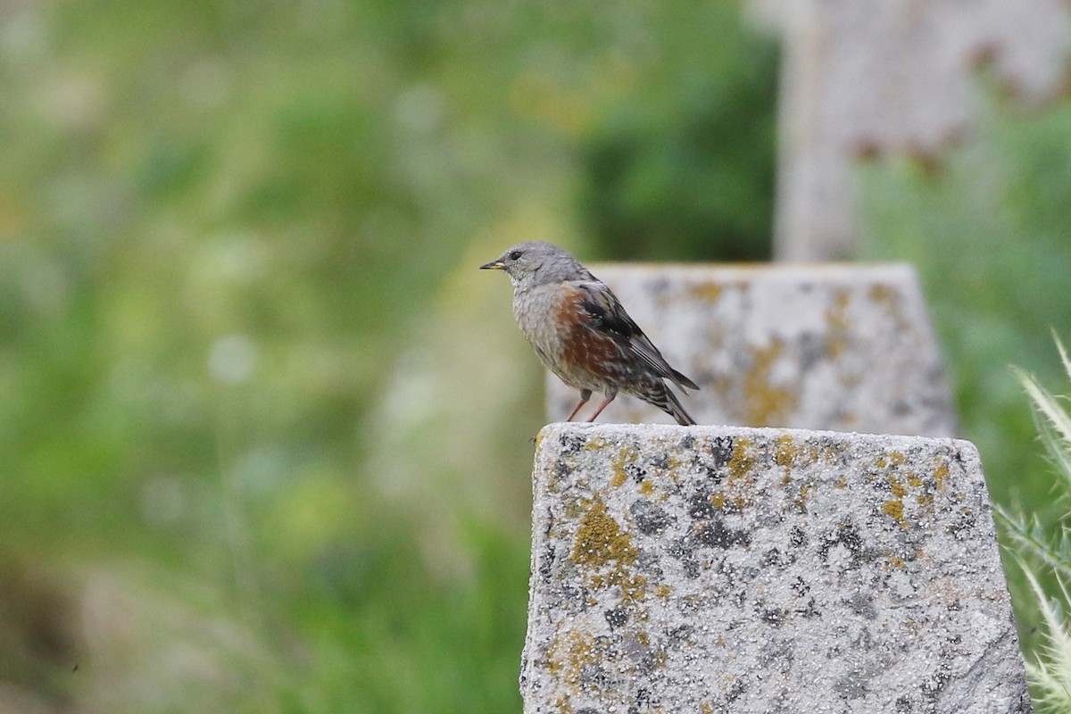 Alpine Accentor - ML640757539