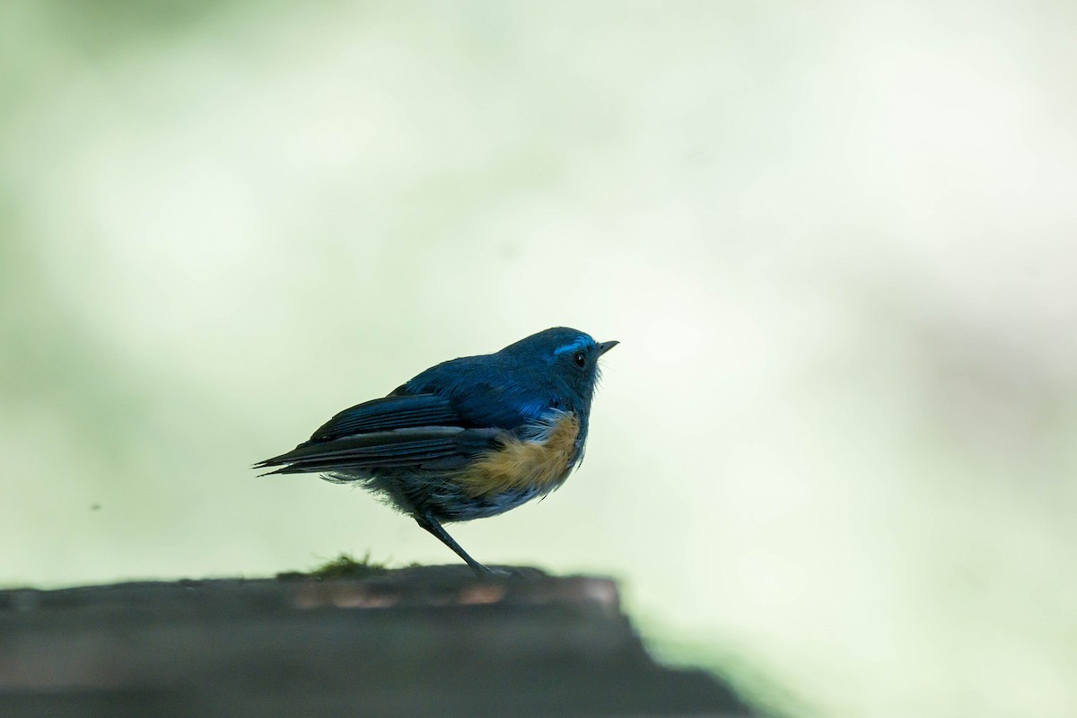 Robin de l'Himalaya - ML640757541