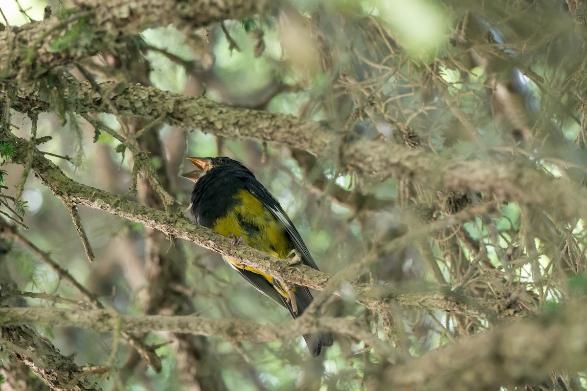 White-winged Grosbeak - ML640757553