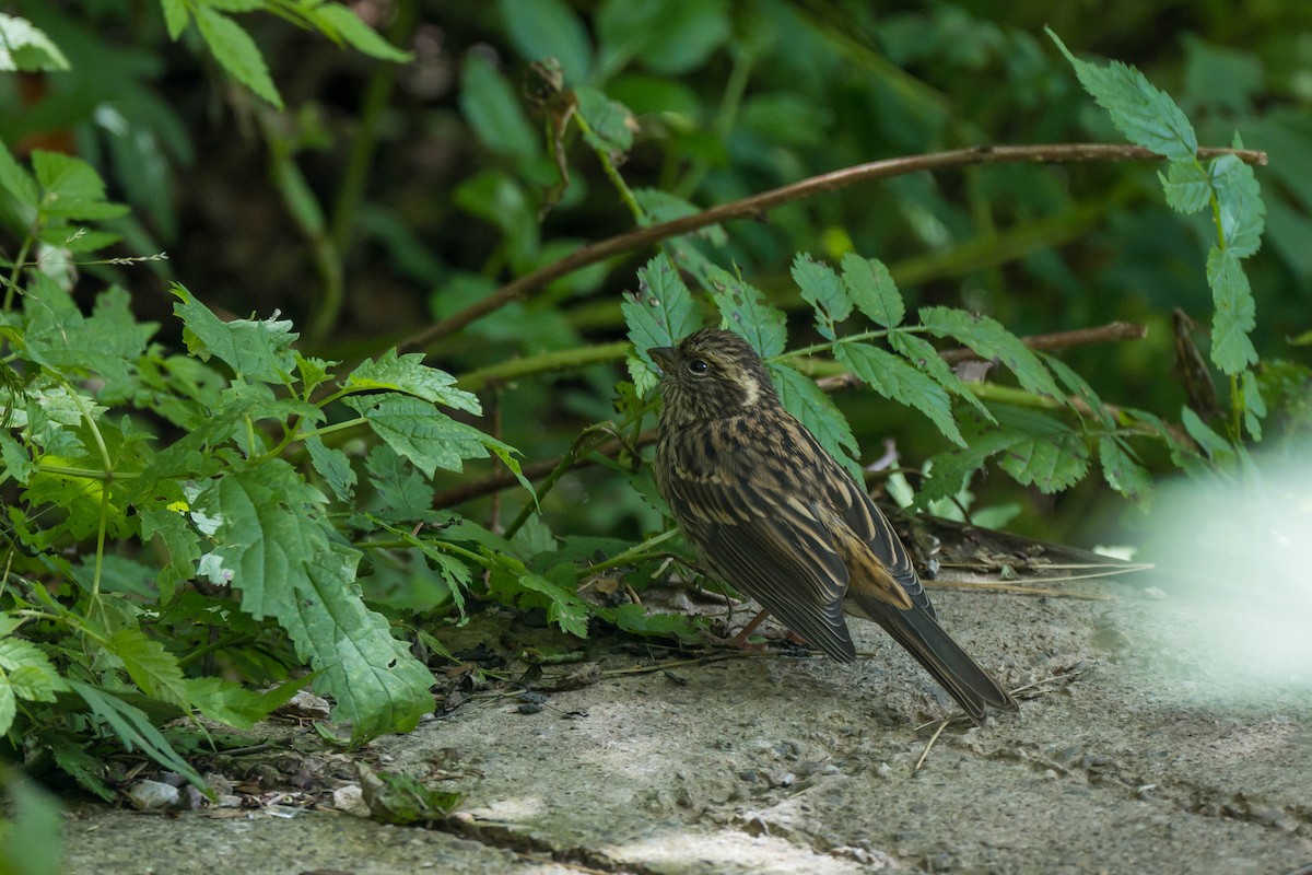 Chinese White-browed Rosefinch - ML640757562