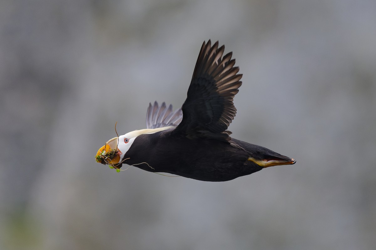 Tufted Puffin - ML640757586