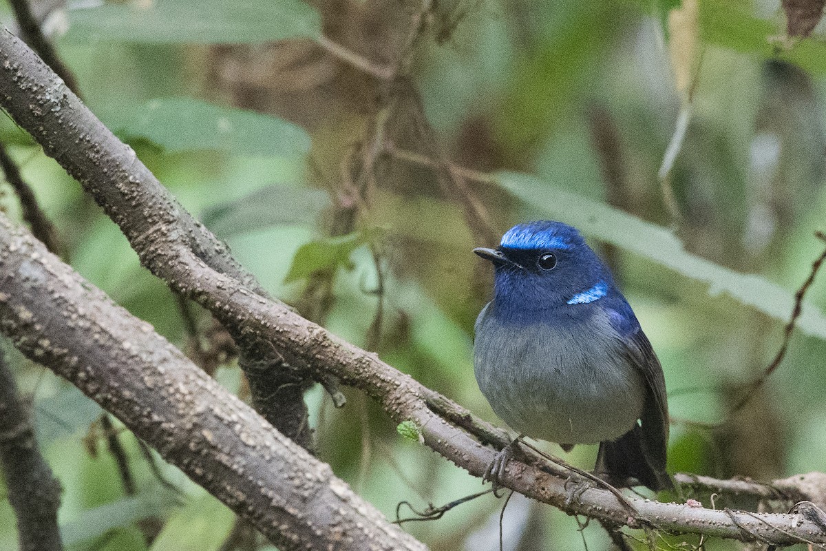 Small Niltava - ML640757587