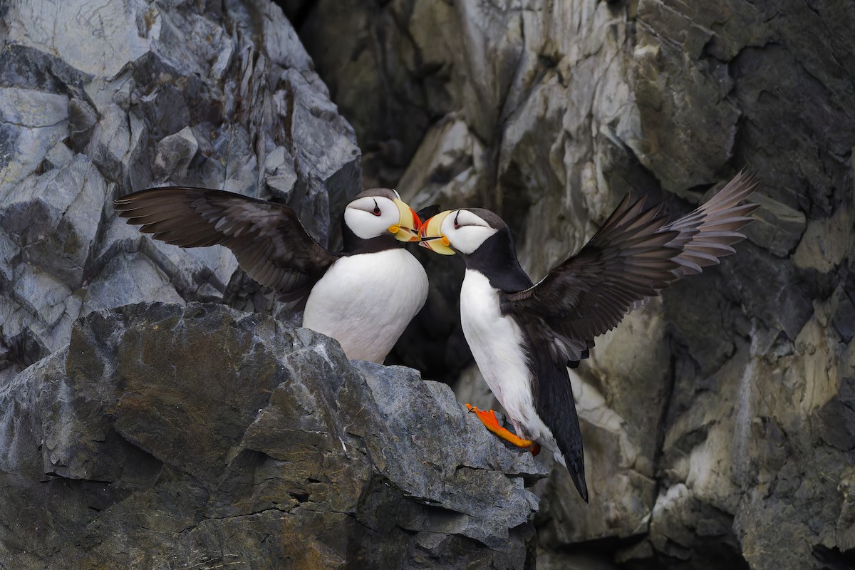 Horned Puffin - ML640757592