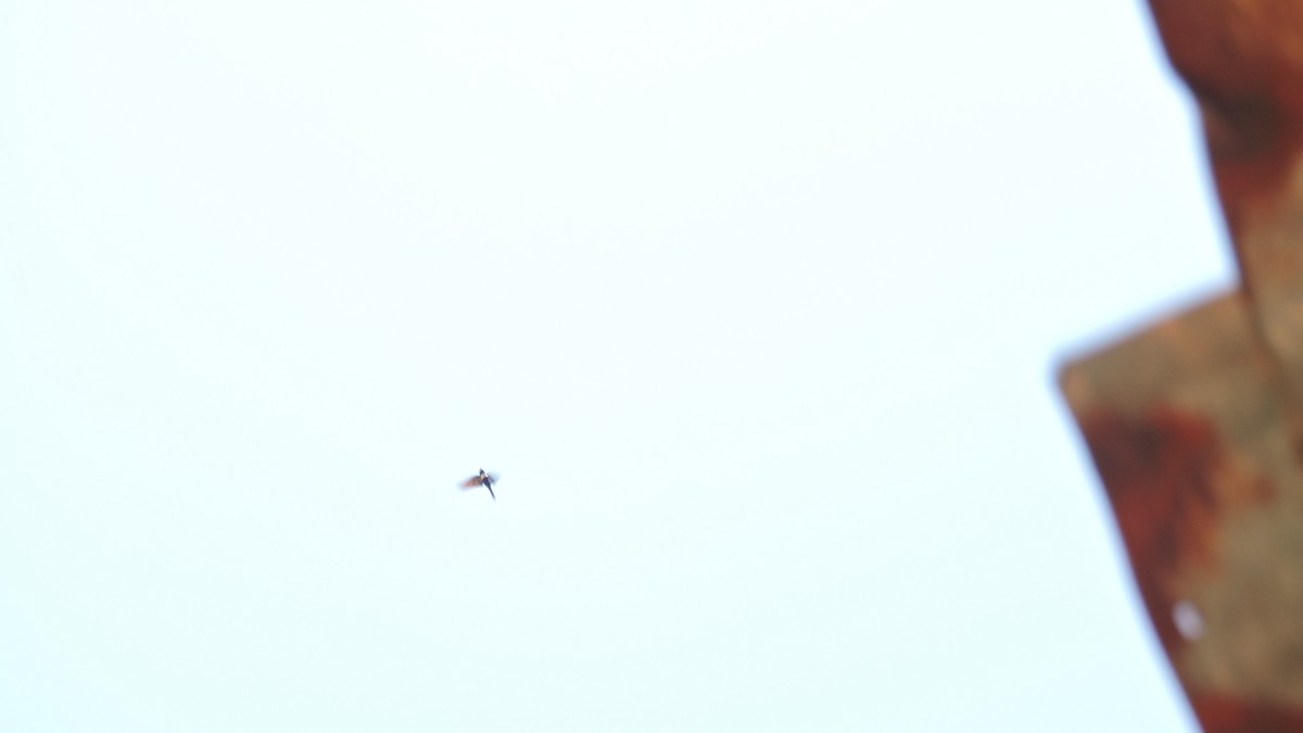 Golondrina Fajiblanca - ML640757604