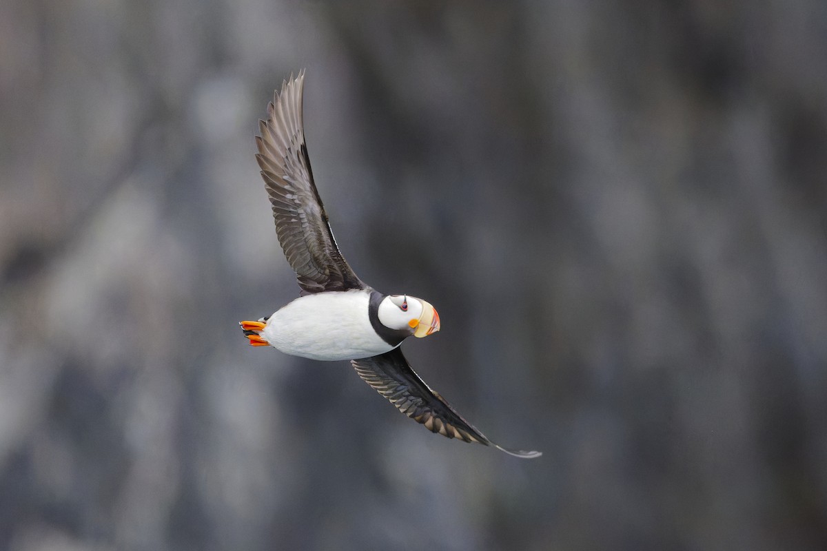 Horned Puffin - ML640757627