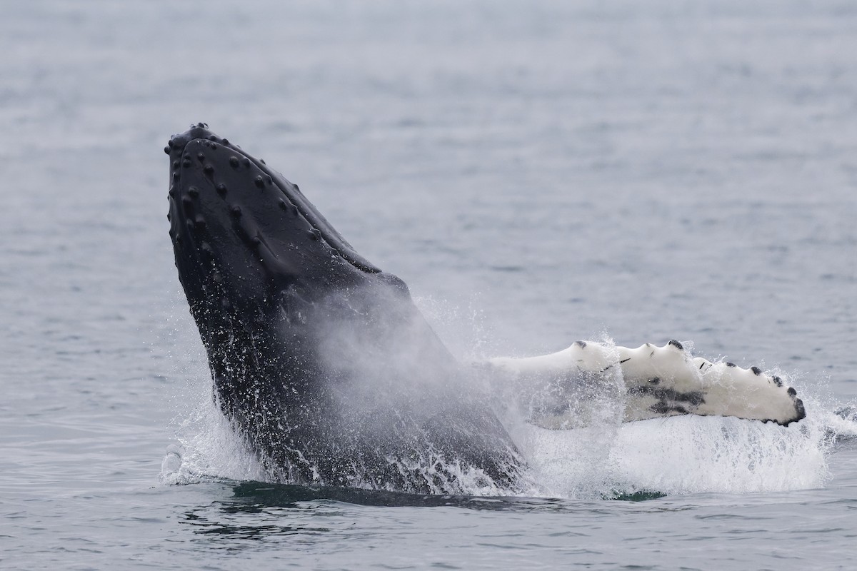 Animals - ML640757632