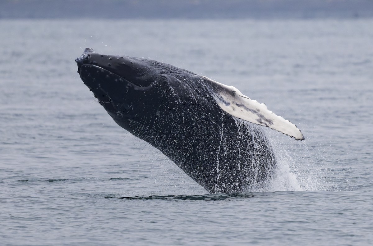 Animals - ML640757638