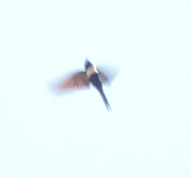 Golondrina Fajiblanca - ML640757655