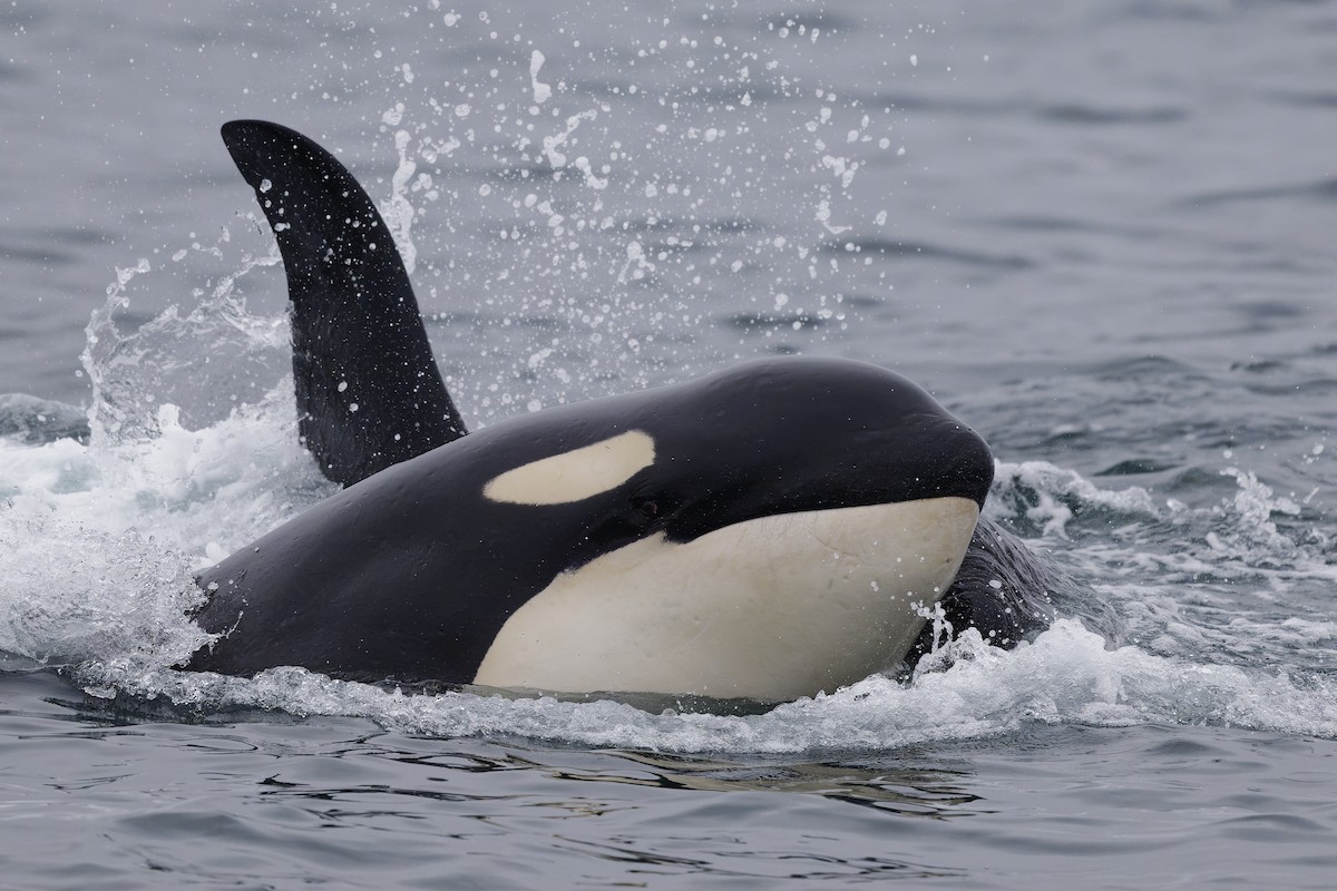 Animals - ML640757666