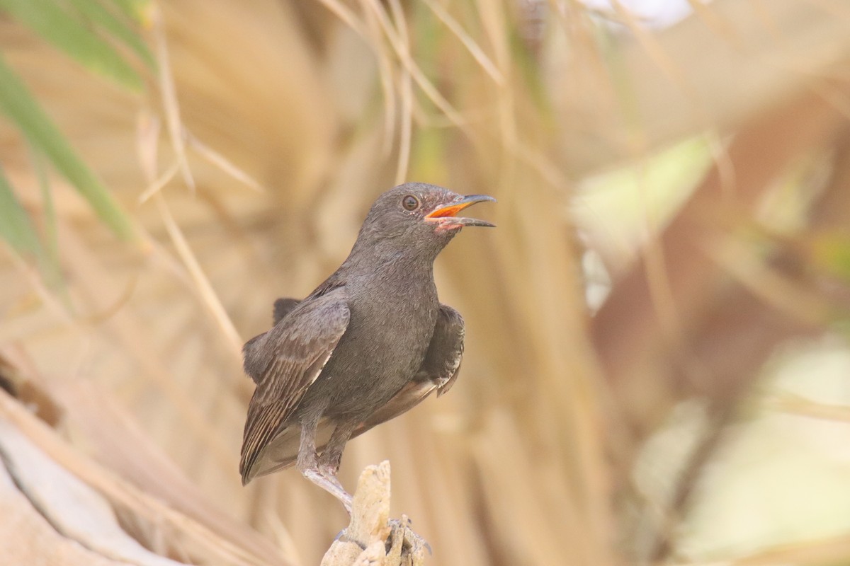 Black Scrub-Robin - ML640757678