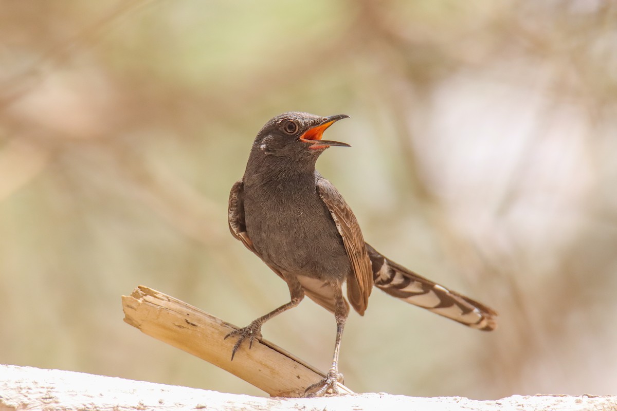 Black Scrub-Robin - ML640757680