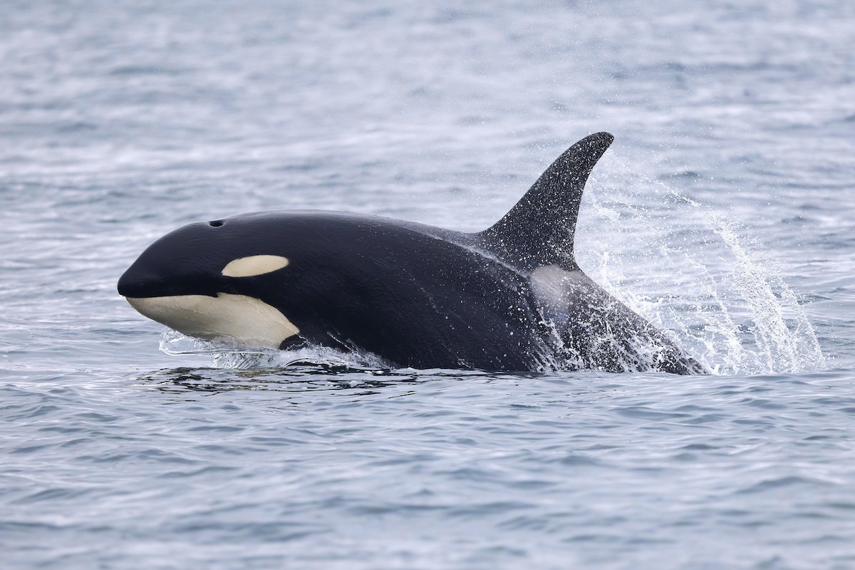 Animals - ML640757696