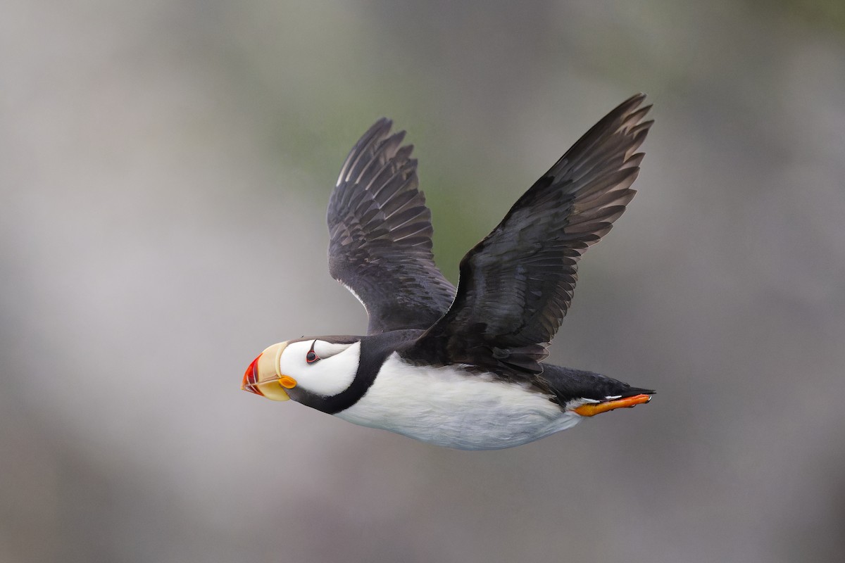 Horned Puffin - ML640757709