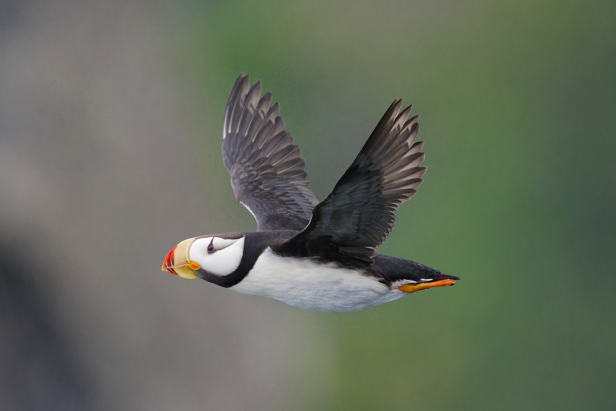 Horned Puffin - ML640757710