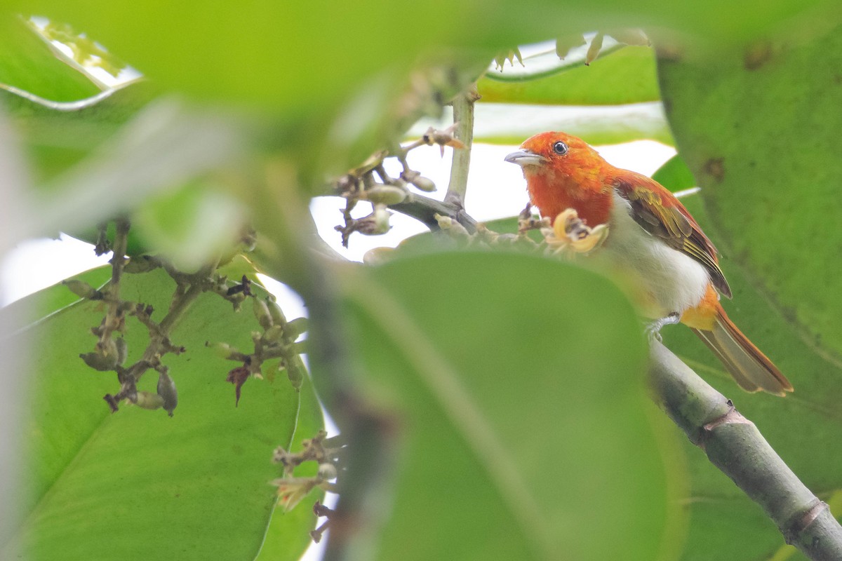 Scarlet-and-white Tanager - ML640757737