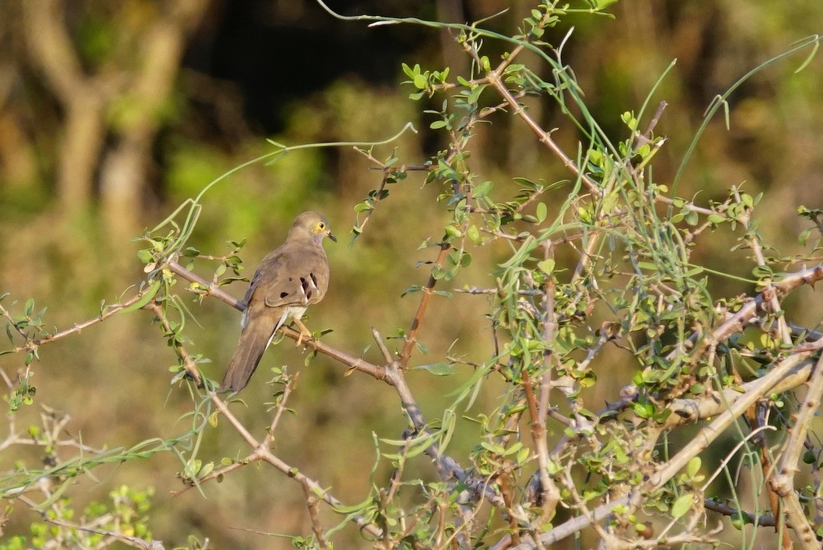 Long-tailed Ground Dove - ML640757771