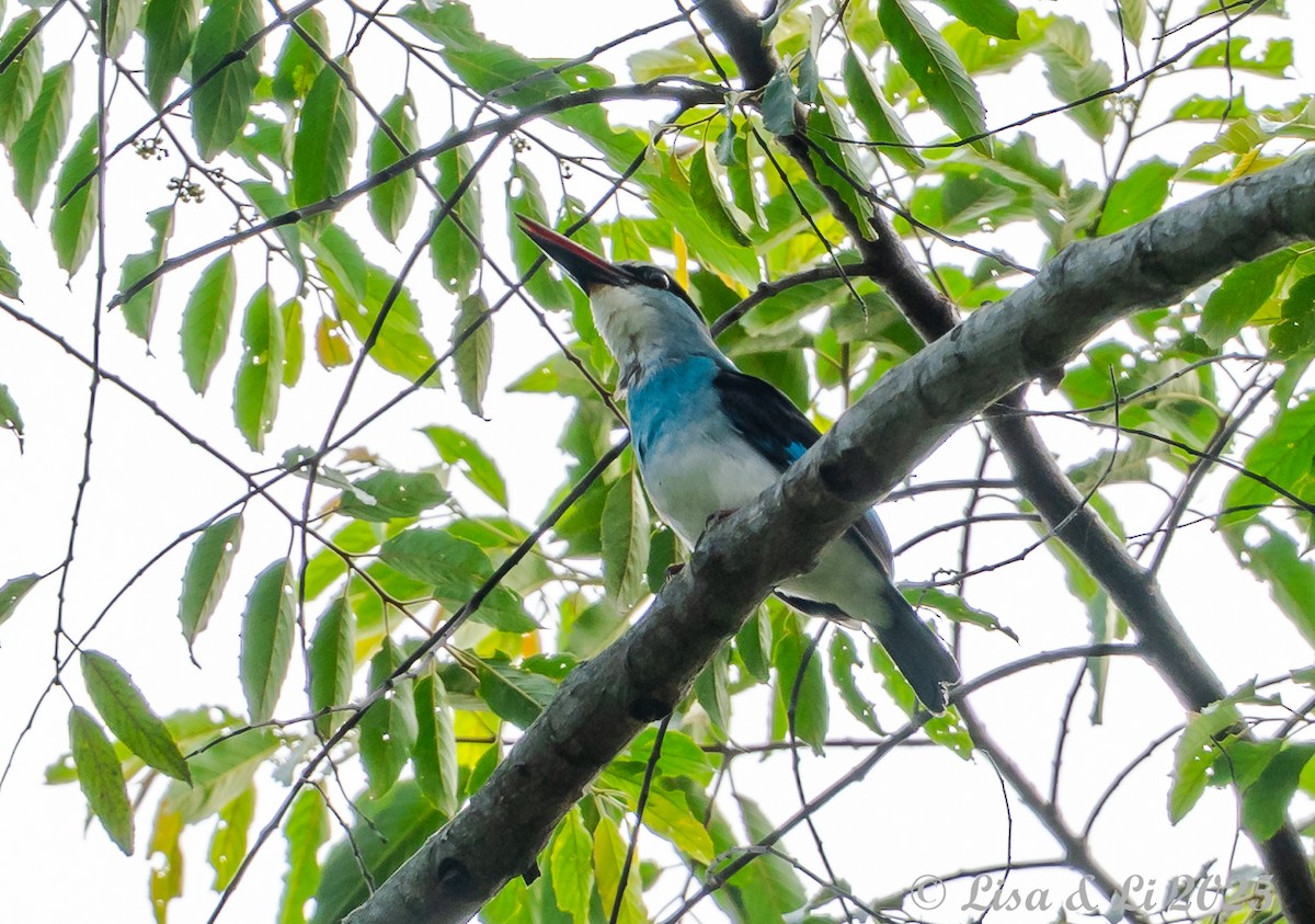 Blue-breasted Kingfisher - ML640757897