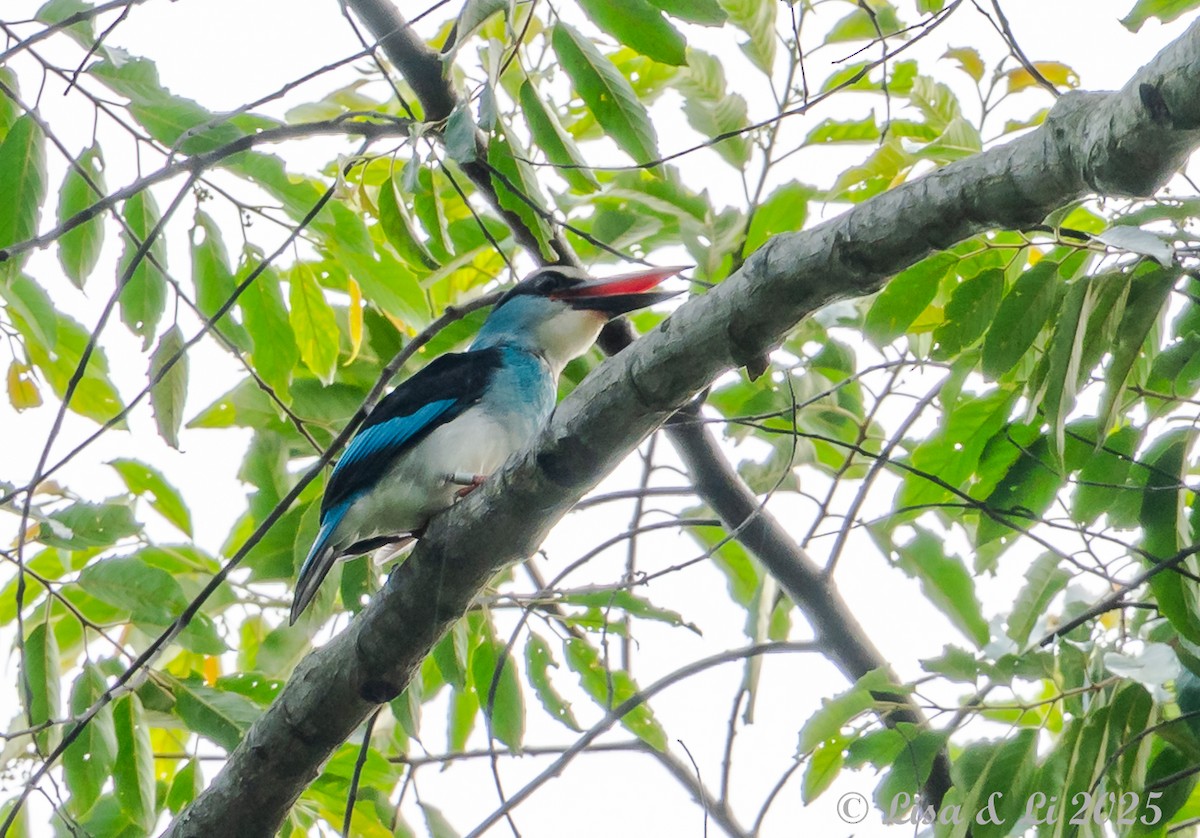 Blue-breasted Kingfisher - ML640757898