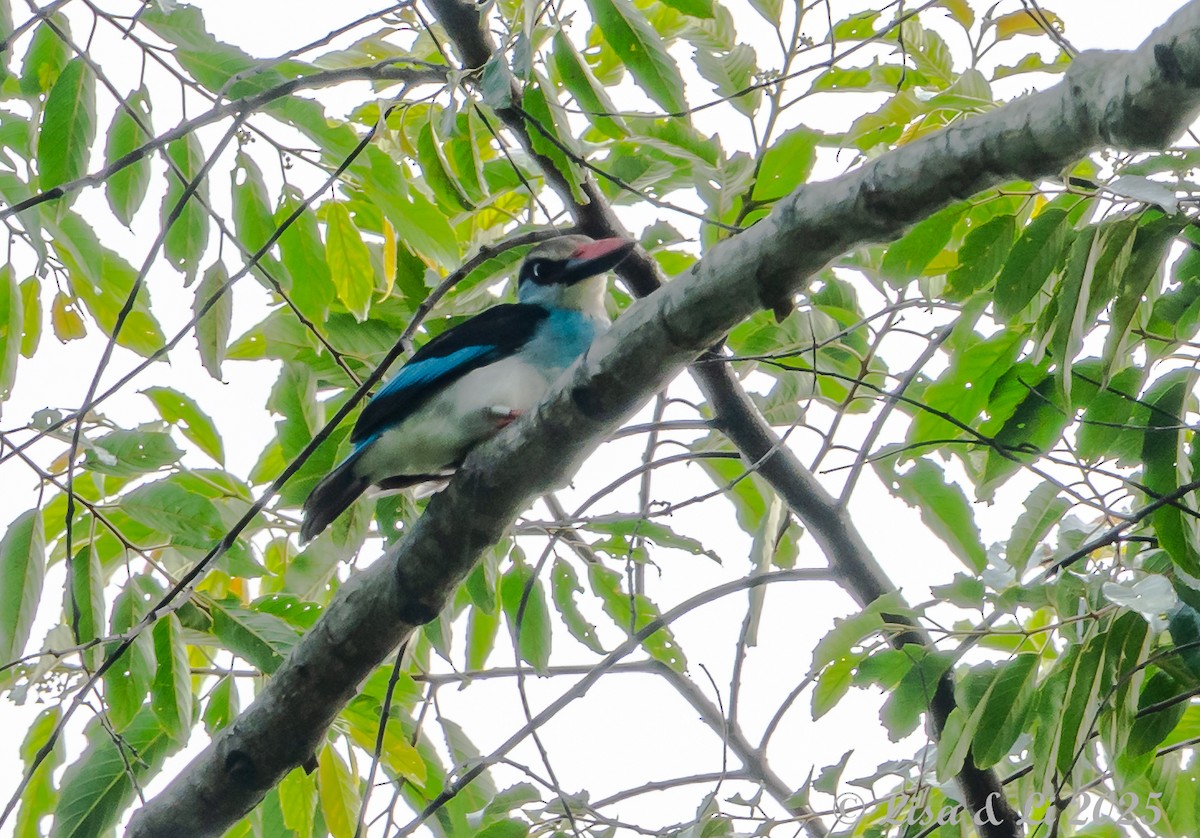 Blue-breasted Kingfisher - ML640757899