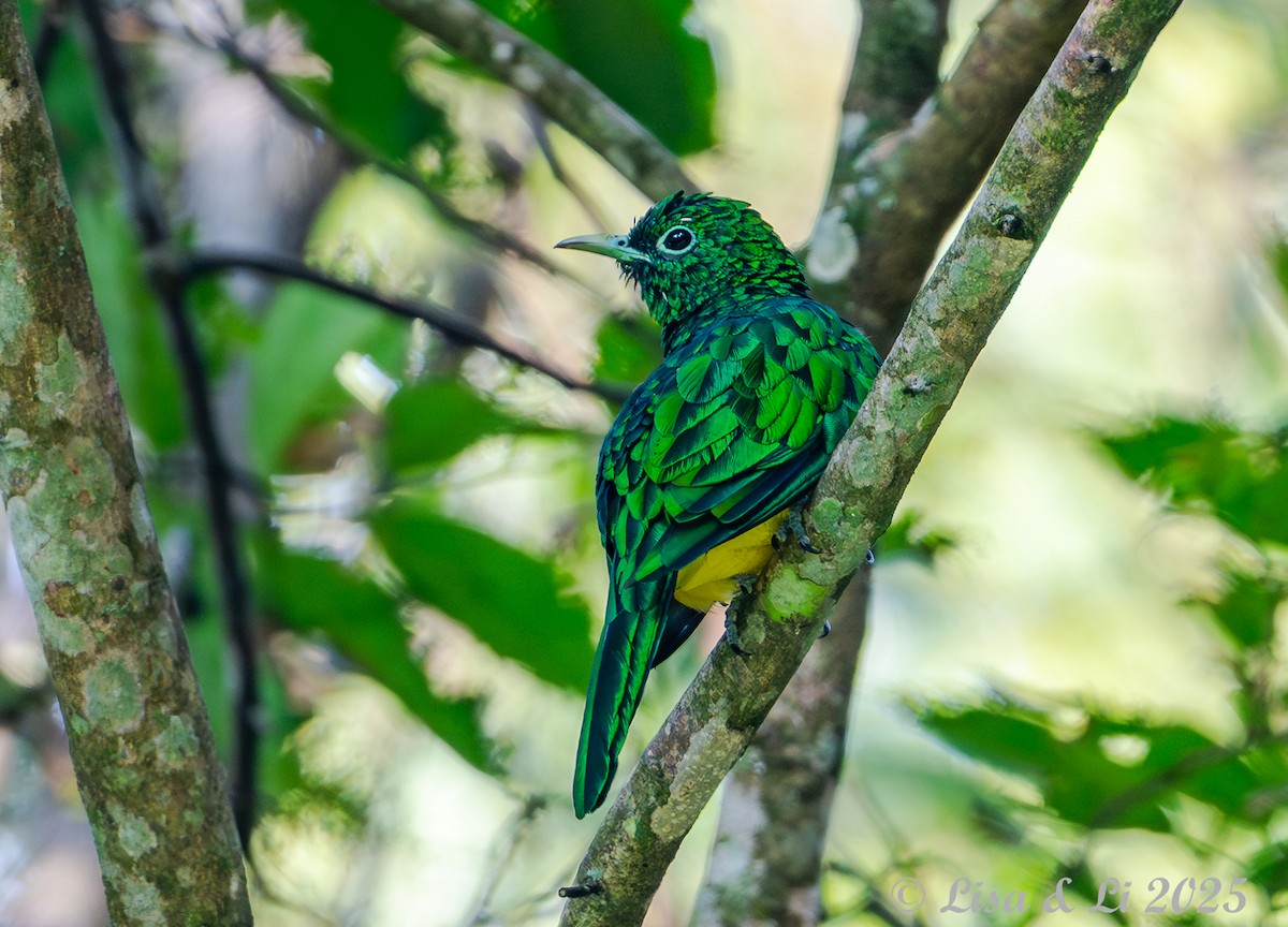 African Emerald Cuckoo - ML640757909