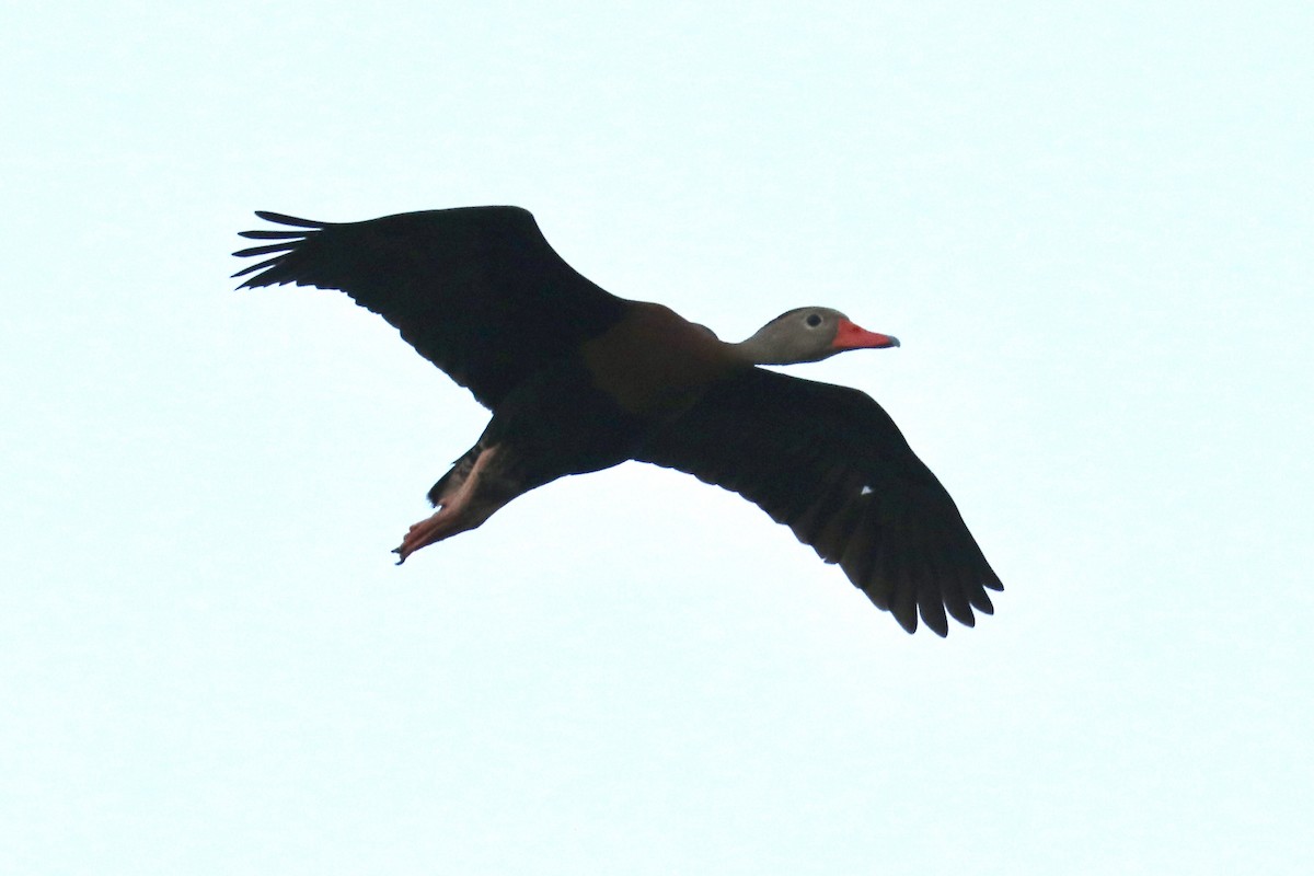 Black-bellied Whistling-Duck - ML640757926