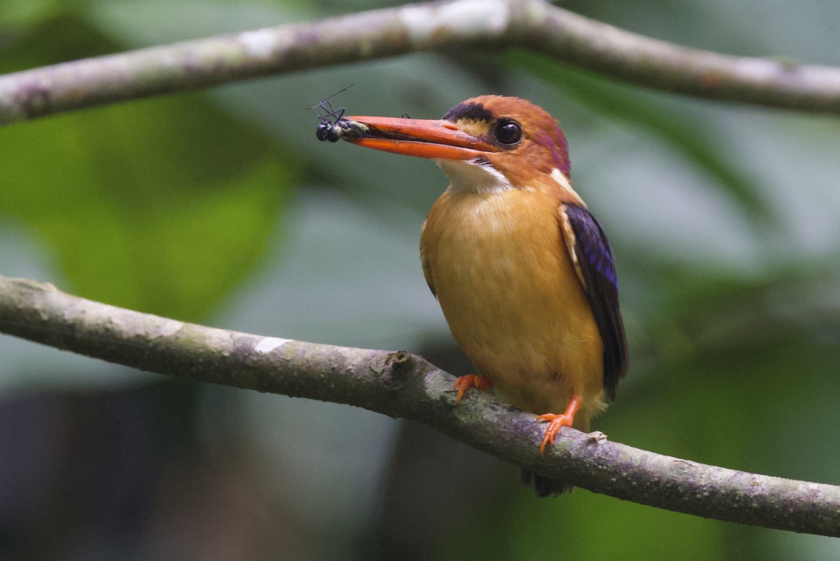 African Dwarf Kingfisher - ML640758030
