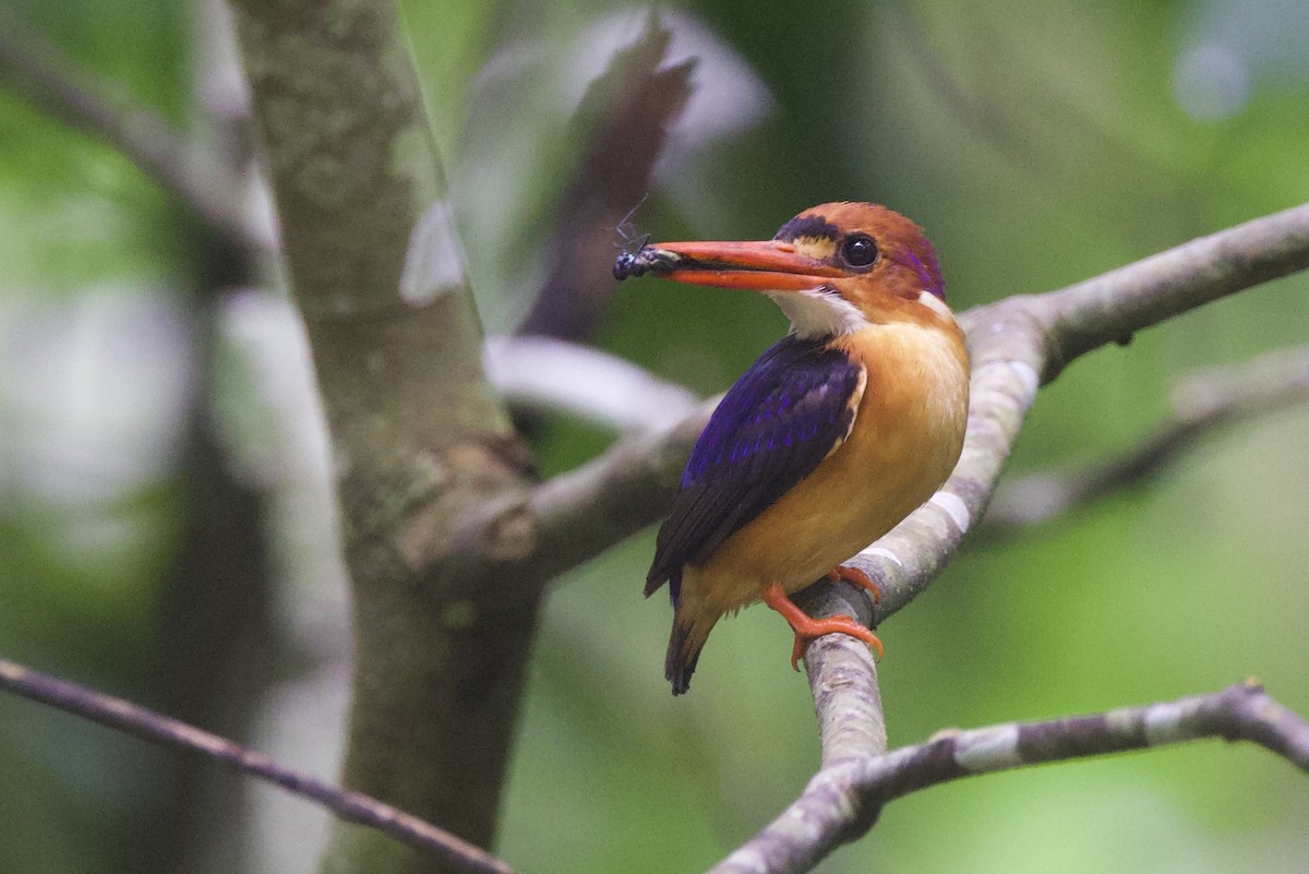 African Dwarf Kingfisher - ML640758033