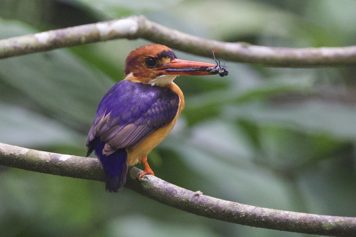 African Dwarf Kingfisher - ML640758037