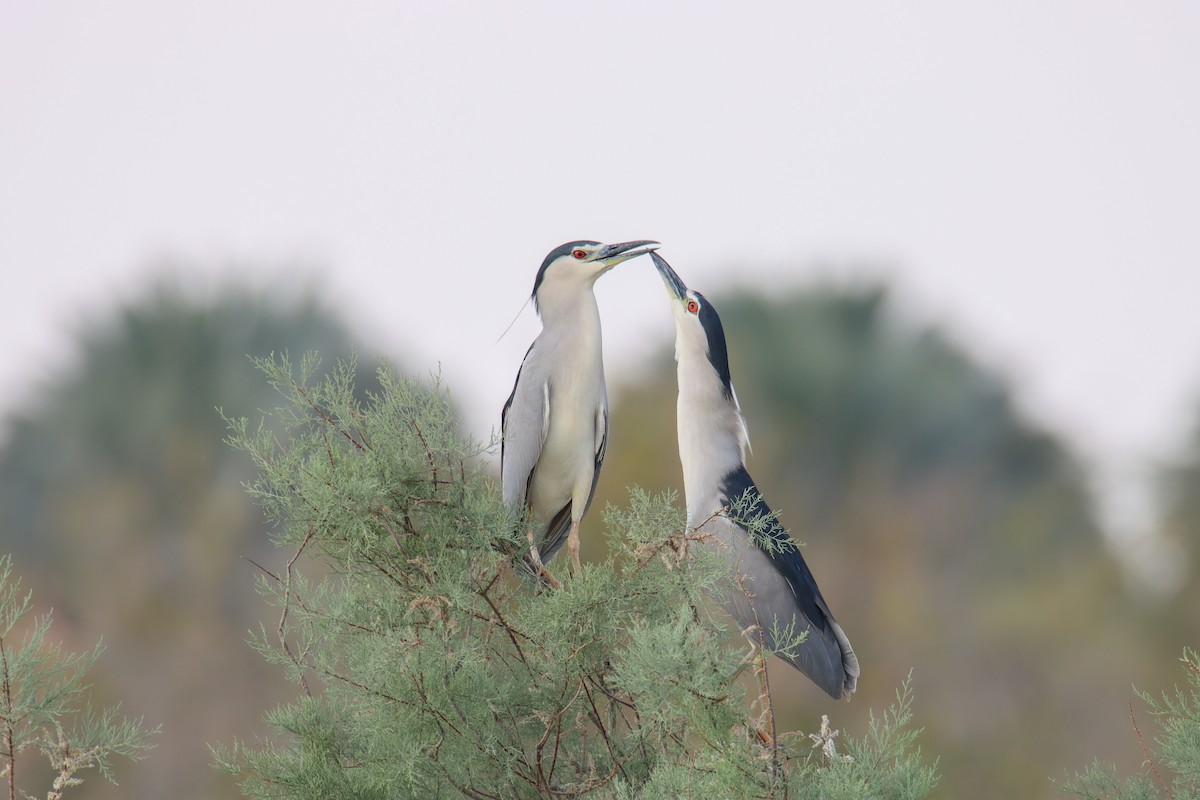Nachtreiher (nycticorax) - ML640758099