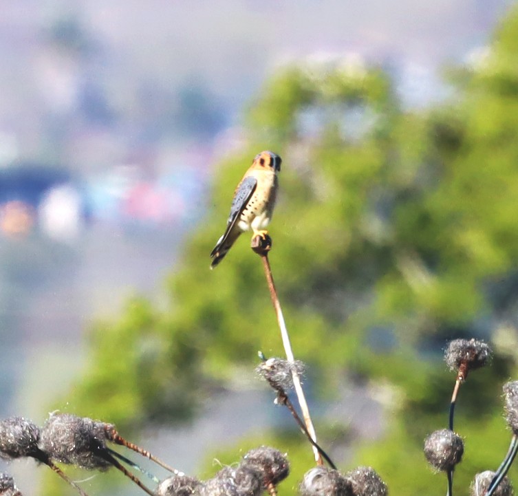 American Kestrel - ML640758101
