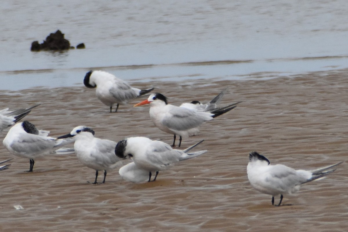 Elegant Tern - ML640758110
