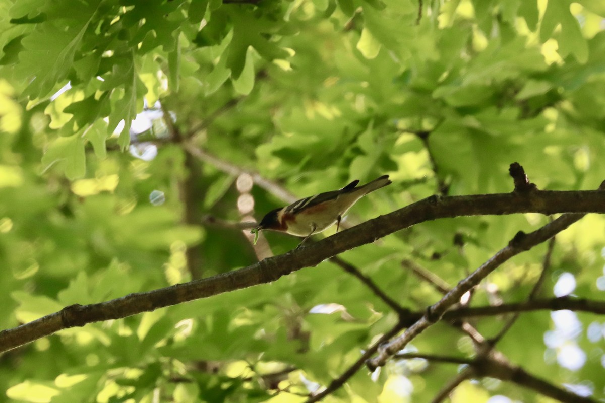 Bay-breasted Warbler - ML640758120
